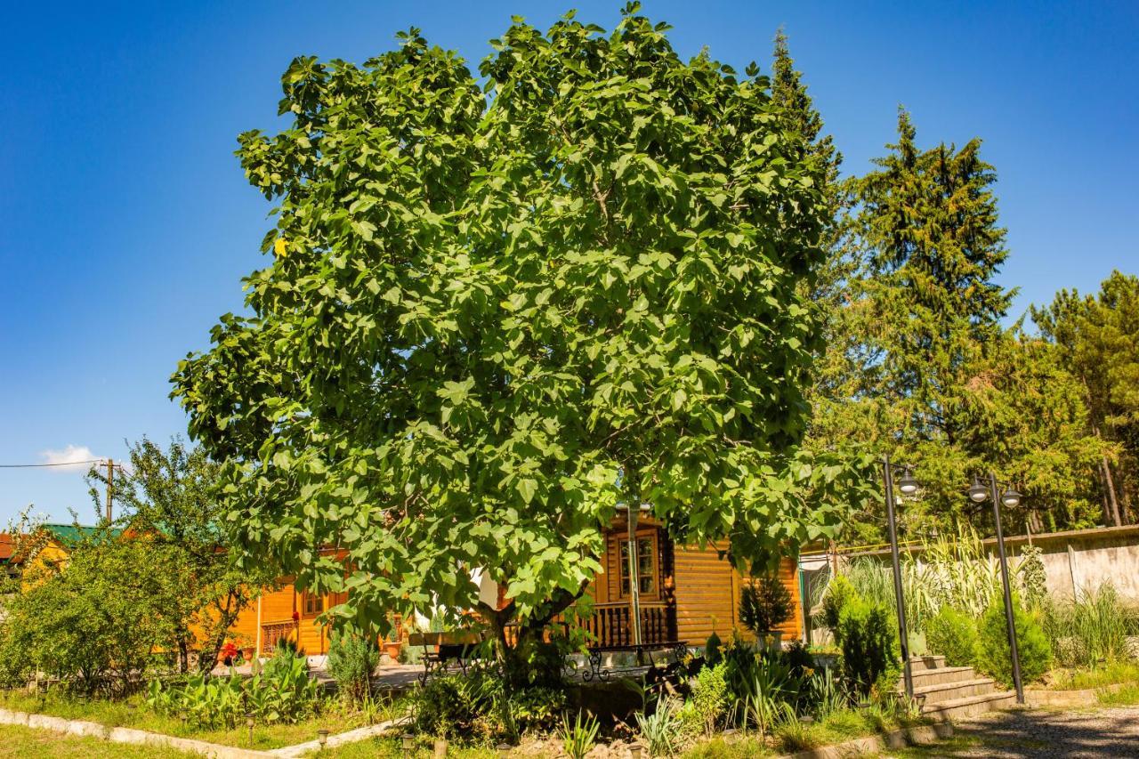 Hébergement de vacances Eco Koutaïssi